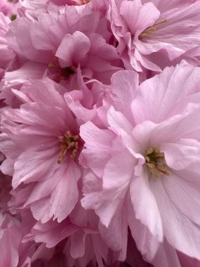 Katmanlı pembe kiraz çiçeklerinin yakın çekim görüntüsü görünür bir erkek organı, yumuşak ışık ve pastel tonlarla romantik bir çiçek dokusu yaratır.