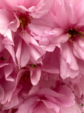 Yumuşak pembe kiraz çiçeklerinin tam çiçeklendiği yakın plan, narin dokuları ve pastel tonlarıyla soyut bir çiçek yaratıyor.