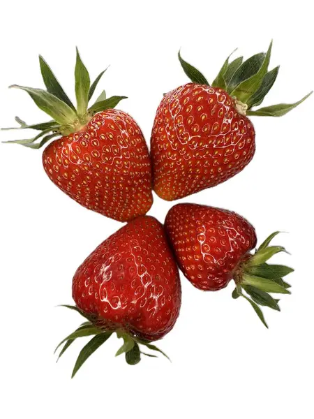 Dört kırmızı çileğin yukarıdan aşağı görüntüsü simetrik olarak dizilmiş beyaz bir arka planda yıldız şeklinde. Parlak doku ve yeşil yapraklı üstler besin tasarımları, sağlıklı yaşam tarzı kavramları ve yaratıcı mutfak kompozisyonları için resmi ideal hale getirir.