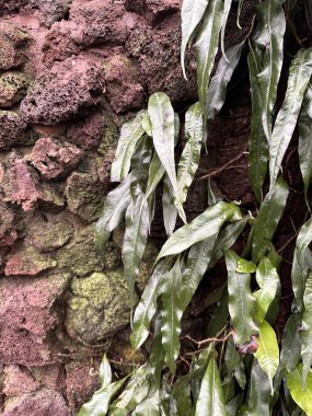 Yeşil tropikal eğreltiotu nemli yosun kaplı taştan duvarda asılı.