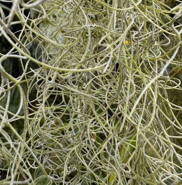 İnce, kıvırcık yapraklı ve karmaşık organik desenli İspanyol yosunlarından oluşan detaylı bir makro.