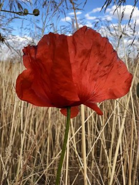 Kırmızı haşhaş, mavi gökyüzü arka planlı bir buğday tarlasında arkadan çekilmiş.