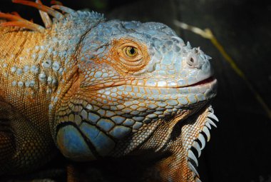Close-up photo of an iguana's head.