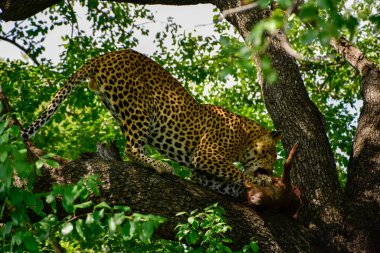 A leopard eats its prey on a tree branch.