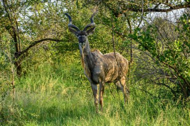 Güney Afrika Kruger Ulusal Parkı 'nda bir Kudu.