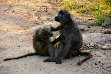 Baboons are being cleaned. clipart