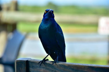 Pelerin sığırcığı çitin üstünde duruyor.