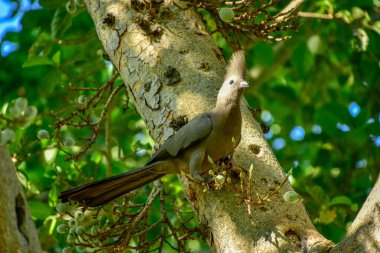 Grey go-away-bird on the tree in forest. clipart