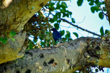Burun sığırcığı bir ağaç dalında duruyor.