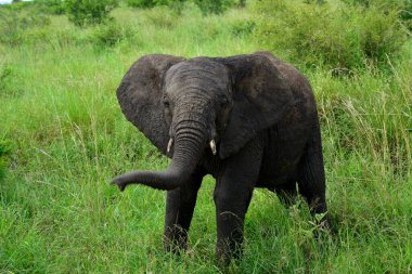 Yavru fil bozkırda oynuyor.