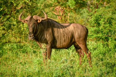 Mavi antiloplar otların arasında vahşi doğada