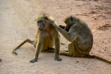 Babunlar temizleniyor - Kruger Ulusal Parkı - Güney Afrika
