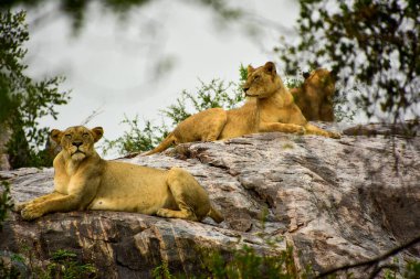 Ulusal parkta kayanın kenarında dinlenen üç aslan (Panthera leo). - Güney Afrika, Kruger Parkı