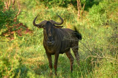 Mavi antilop (Connochaetes taurinus) vahşi doğada - Kruger Ulusal Parkı, Güney Afrika