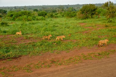 Dört aslan yavrusu (Panthera leo) savanada annelerinin peşinden koşar - Güney Afrika, Kruger Park