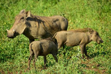 Yaban domuzu (Phacochoerus africanus) ailesi savanda otluyor - Kruger Ulusal Parkı, Güney Afrika