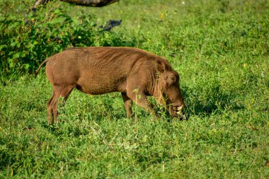 Yaban domuzu (Phacochoerus africanus) savanda otluyor - Kruger Ulusal Parkı, Güney Afrika