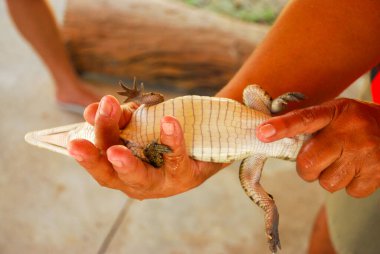 Timsah bebek göbeği - Filipinler, Coron Adası