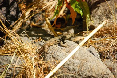 Küçük kertenkele kayanın üzerinde oturuyor - İspanya, Tenerife