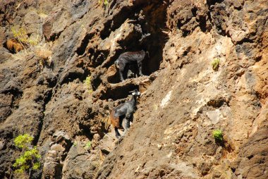 Kayalıklardaki vahşi keçiler - İspanya, Tenerife