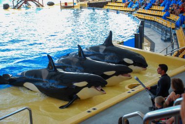 Loro Park 'ta katil balinalar - İspanya, Tenerife
