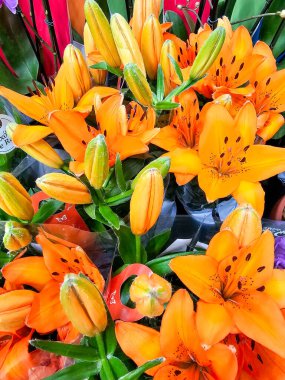 Canlı ve güzel turuncu zambaklar. Çiçeklerin çiçek çekimleri yoğun turuncu bir renge sahiptir ve merkezde küçük siyah noktalar vardır. Her çiçeğin ortasında, karanlık ve uzun erkek organlar göze çarpar.