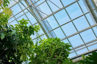 Bereketli yeşil bitkiler güneşli cam tavan serasında gelişir..