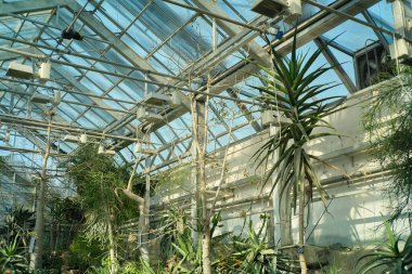 Çeşitli bitkilerle ve metal iskeletle dolu güneş ışığıyla aydınlanan sera. Doğal ışık yeşilliği aydınlatır..