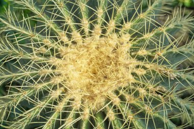 Bir kaktüsün yakın çekim görüntüsü, dikenler ve dokular hakkındaki karmaşık detaylarını gözler önüne seriyor..