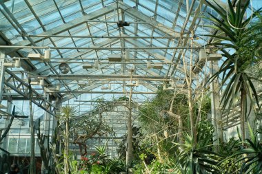 Yeşillik, botanik bahçesinin cam tavanında gelişir..