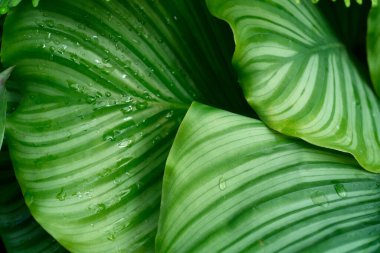 Yakından yemyeşil yapraklar ve görünür su damlacıkları. Çarpıcı doku ve canlı renk.