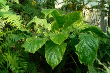 Sera ortamında yemyeşil yapraklar. Büyük, canlı yapraklar sahneye hakim..