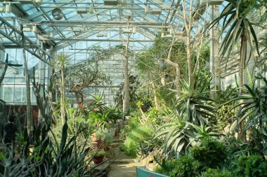 Bereketli yeşillik güneşli bir serada gelişiyor, çeşitli bitki yaşamları sergiliyor..