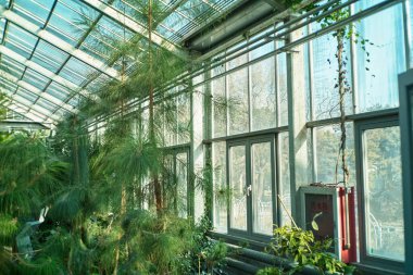 Güneş ışığı yemyeşil bitkilerle dolu bir seraya akar. Sakin bir botanik bahçesi..
