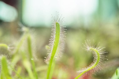 Hassas, kıllı, yeşil bitki filizlerine yakın çekim. Doğanın karmaşık güzelliği.