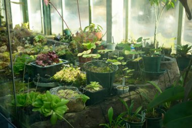 Güneş ışığıyla yıkanmış bir serada gelişen bitkilerin çeşitliliği.