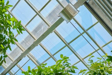 Glass greenhouse ceiling with vibrant green plants. Sunlight streams through the panes, creating a bright, airy atmosphere.