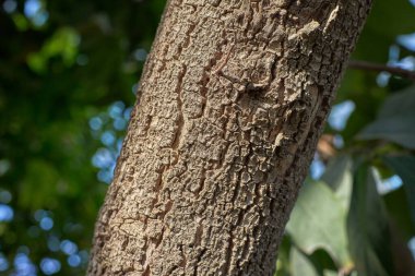 Ağaç kabuğu dokusuna yakın çekim. Karmaşık detaylar ve doğal desenler gösteriyor. Doğa temalı tasarımlar için ideal.