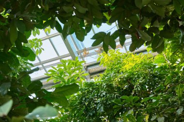 Bereketli yeşillik, canlı bir kapalı bahçede cam bir tavanın altında gelişir..