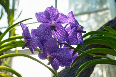 Sersemletici mor orkideler çiçek açıyor, karmaşık desenler ve canlı renkler sergiliyor..