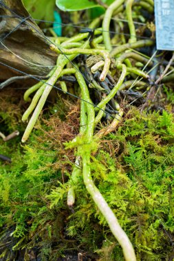 Canlı yeşil bitki kökleri, yemyeşil yosunlara yerleşmiş..