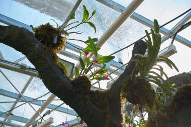 Bir seradaki yosunlu ağaç dalında açan orkideler..