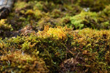 Orman zemininde yemyeşil ve altın rengi yosunlar yeşeriyor..