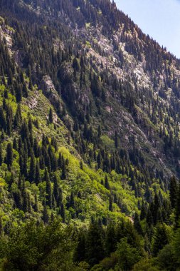 Fotoğraf, üzerinde bir sürü fidan ağacı ve güzel kabartmalar olan bir dağı gösteriyor.