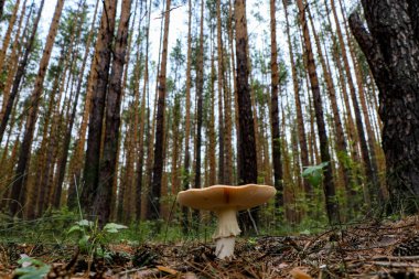 Fotoğraf vahşi bir ormanda yapayalnız duran bir mantarı gösteriyor.