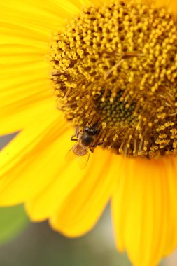 Fotoğrafta bir ayçiçeğinin üzerine düşmüş bir arı görülüyor.