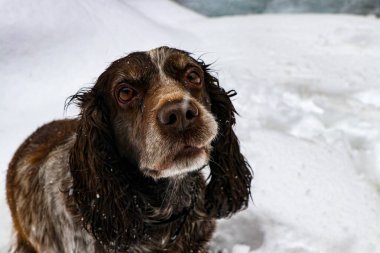 Köpek oturur ve sahibinden bir ikram bekler. Bir insanın isteği üzerine.