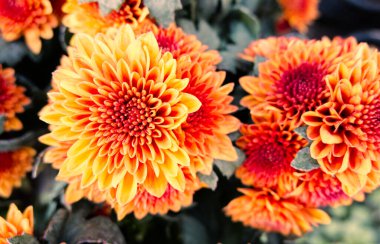 Bahçede yetişen sarı turuncu kasımpatı çiçekleri.