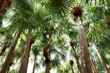 Güneşli yaz gününde mavi arka planda tropikal palmiye ağaçlarına bakıyorum..