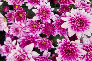 Bahçede yetişen pembe kasımpatı çiçeklerine yakın..